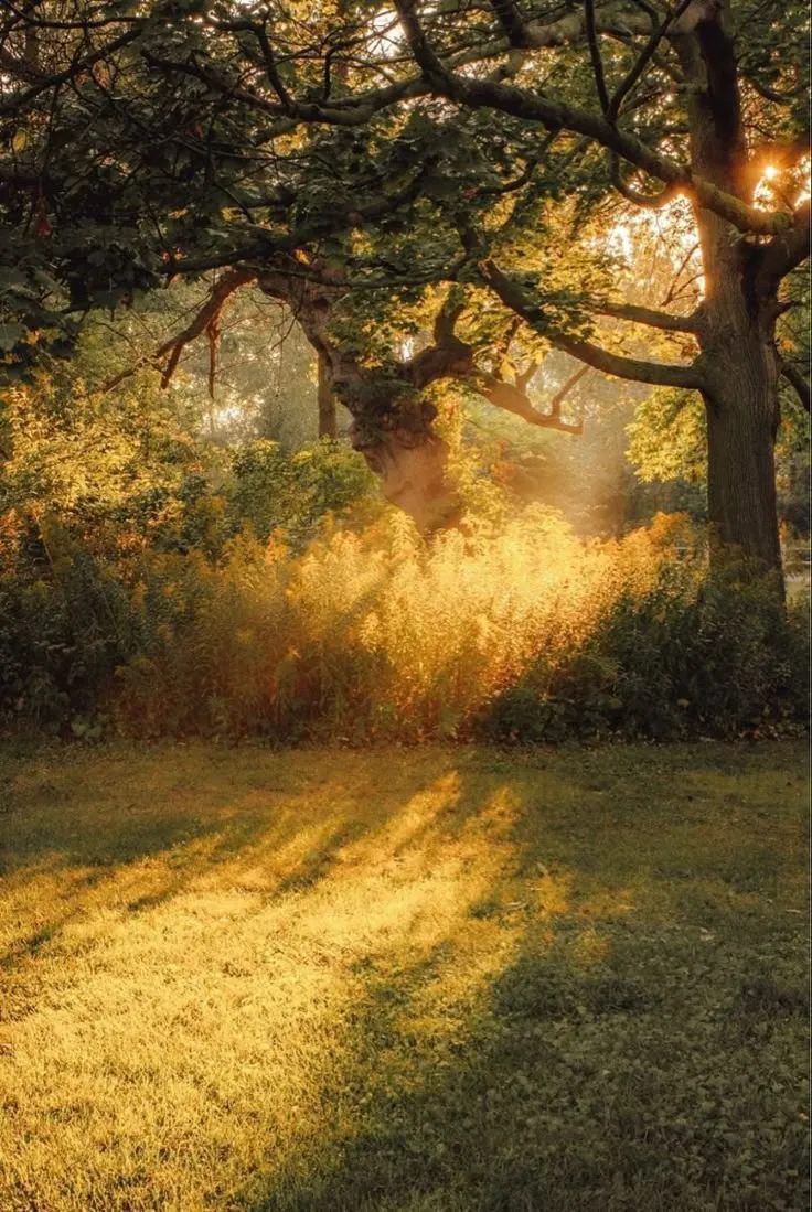 A sunlit meadow path in warm morning light